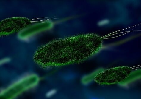 гастриттің себебі бактерия - хеликобактерия